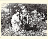 Violinsts - Lot of 17 Unsigned Photos