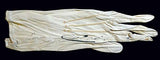Calve, Emma - Signed Glove 1896!
