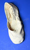 files/Alexander_Godunov_signed_shoe_L5671-1_WM