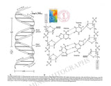 Watson, James - Printed DNA Structure Scheme Signed
