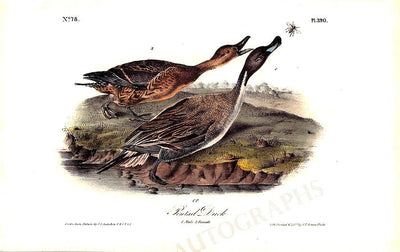 Audubon, John James - Original Lithograph from Birds of America