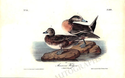 Audubon, John James - Original Lithograph from Birds of America