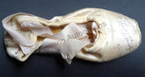 Tcherkassky, Marianna - Signed Pointe Shoe 1977